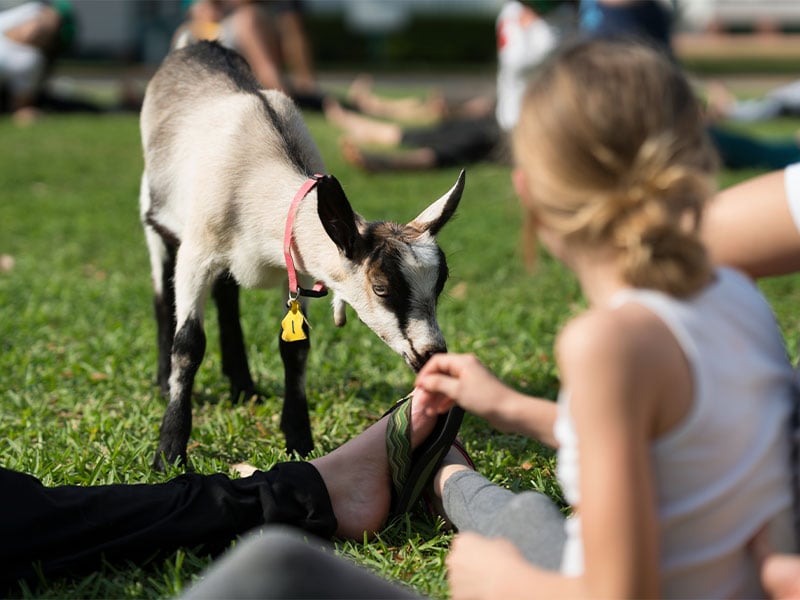 Goat Yoga bietet sich für dich an, wenn dich erholen und entspannen willst, das erste Mal Yoga probieren möchtest, gerne mit Tieren zusammen bist, frische Luft brauchst und die Natur liebst und positive Energie tanken willst.