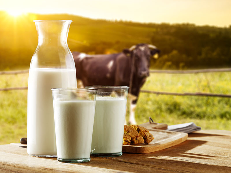 Früher galt Milch als gesund. Vor allem Kinder sollten viel davon trinken. Schließlich enthält Milch Nährstoffe wie Eiweiß (Proteine), Kalzium, Kalium und Vitamine.
