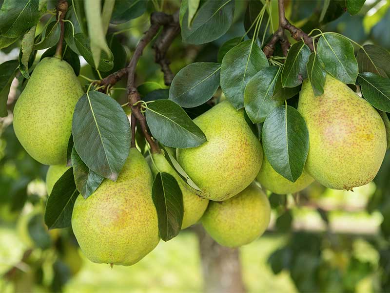 Birnen enthalten natürlichen Zucker und liefern schnelle Energie.