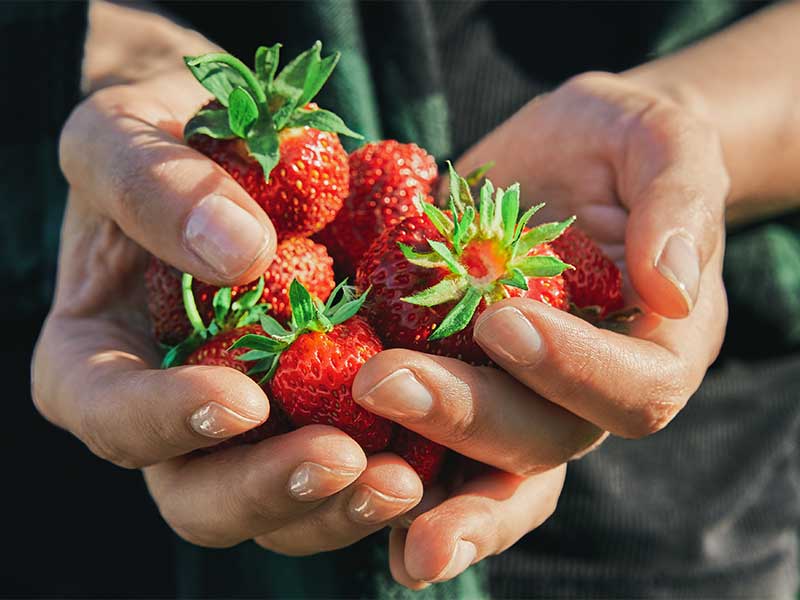 Erdbeeren unterstützen deine Leber und helfen, schädliche Giftstoffe aus deinem Körper zu entfernen.