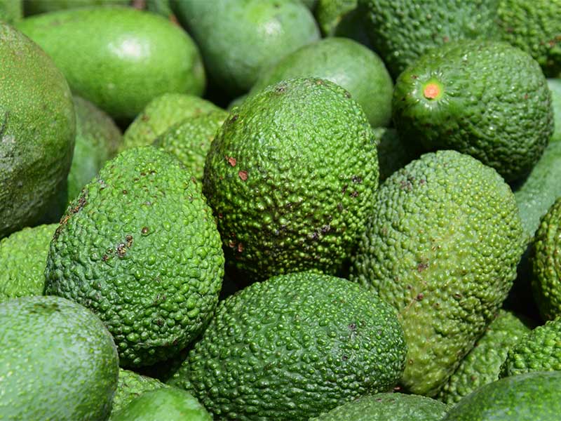 Fuerte-Avocado: Die Schale der Frucht ist glatt und grün. Sie verändert ihre Farbe während des Reife-Prozesses nicht