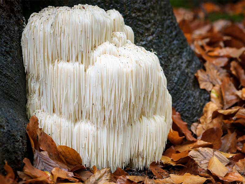Der Lion‘s Mane wird auch Igel-Stachelbart genannt und soll sehr gesund für Gehirn und Nervensystem sein.