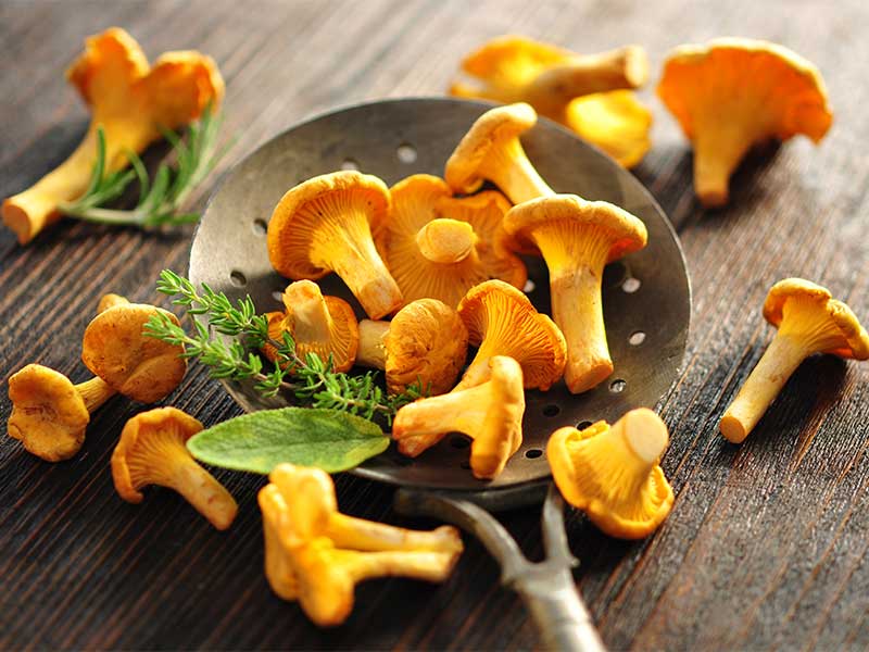 Pfifferlinge werden auch Eierschwämme genannt. Sie sind nicht nur mega tasty, sondern auch sehr gesund.