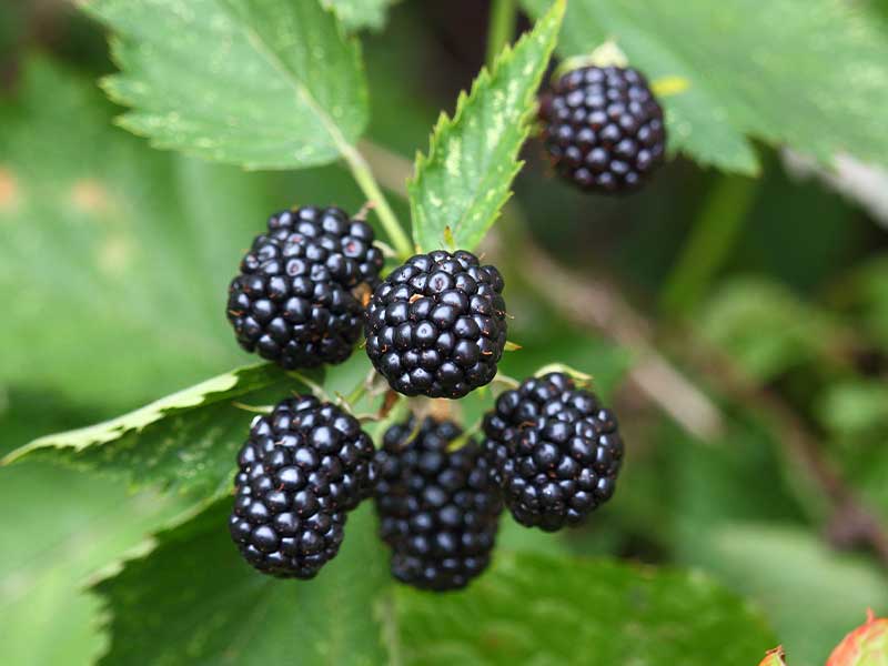 Die in Brombeeren enthaltenen Flavonoide schützen dein Herz-Kreislauf-System und regulieren den Blutdruck.