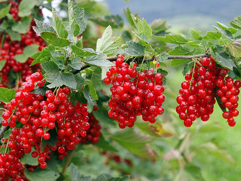 Johannisbeeren unterscheidet man in 3 Sorten: rote, weiße und schwarze Johannisbeeren.
