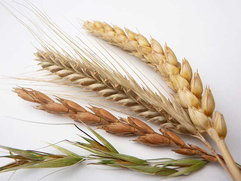 Getreidesorten, Pseudogetreide, Nährstoffe, Glutenfreies Getreide, Lebensmittel & FAQ.
