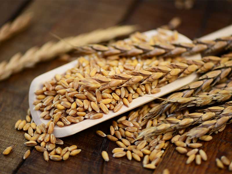 Dinkel ist die Urform von Weizen, wird seit 15.000 Jahren genutzt.