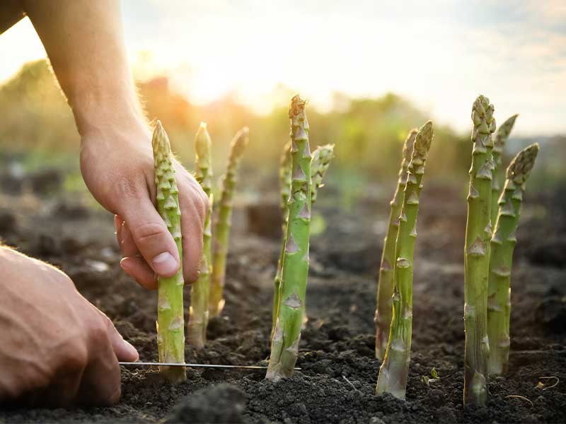 Grüner Spargel wächst über der Erde und enthält mehr Vitamin C und Beta-Carotin.
