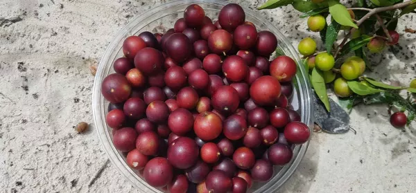 Camu-Camu: So wirkt das Superfood und so bereitest du es zu!